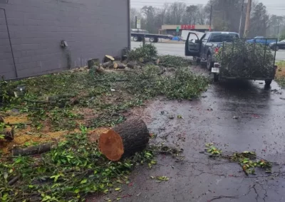 Affordable Tree Removal