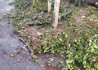 Tree Removal Company