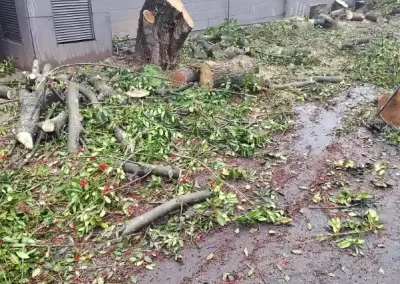 Tree Removal Service